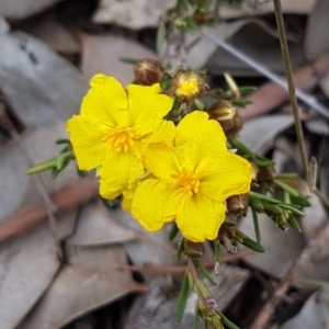 Hibbertia calycina at Holt, ACT - 13 Sep 2020