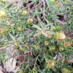 Hibbertia calycina at Holt, ACT - 13 Sep 2020 09:34 AM