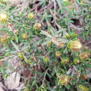 Hibbertia calycina at Holt, ACT - 13 Sep 2020 09:34 AM