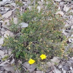 Hibbertia calycina at Holt, ACT - 13 Sep 2020 09:34 AM