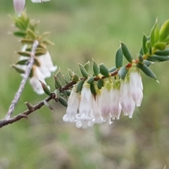 Styphelia fletcheri subsp. brevisepala (Twin Flower Beard-Heath) at Holt, ACT - 13 Sep 2020 by trevorpreston