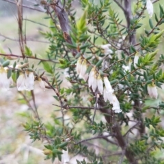 Styphelia fletcheri subsp. brevisepala at Holt, ACT - 13 Sep 2020