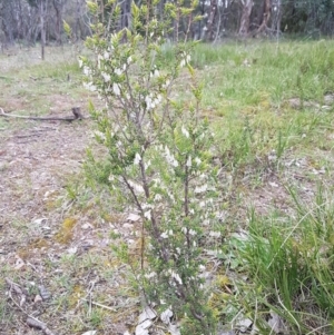 Styphelia fletcheri subsp. brevisepala at Holt, ACT - 13 Sep 2020