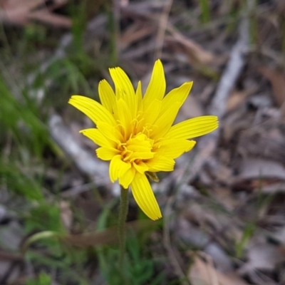 Microseris walteri (Yam Daisy, Murnong) at Aranda Bushland - 12 Sep 2020 by trevorpreston