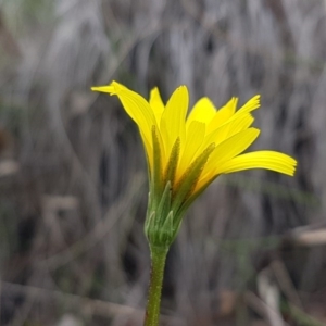 Microseris walteri at Holt, ACT - 13 Sep 2020 09:47 AM