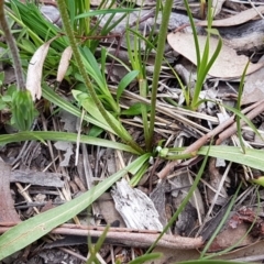 Microseris walteri at Holt, ACT - 13 Sep 2020