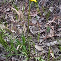 Microseris walteri at Holt, ACT - 13 Sep 2020