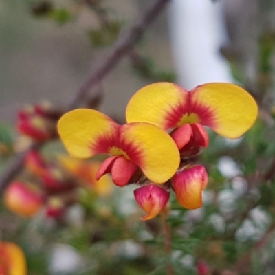 Dillwynia phylicoides (A Parrot-pea) at Holt, ACT - 12 Sep 2020 by tpreston