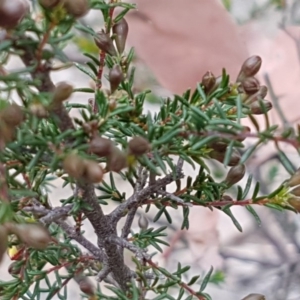 Dillwynia phylicoides at Holt, ACT - 13 Sep 2020 09:48 AM