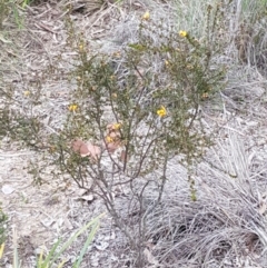 Dillwynia phylicoides at Holt, ACT - 13 Sep 2020