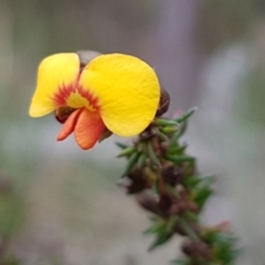 Dillwynia phylicoides at Holt, ACT - 13 Sep 2020