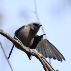 Artamus cyanopterus cyanopterus (Dusky Woodswallow) at Mount Ainslie - 12 Sep 2020 by jb2602