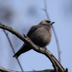 Artamus cyanopterus cyanopterus at Majura, ACT - 12 Sep 2020