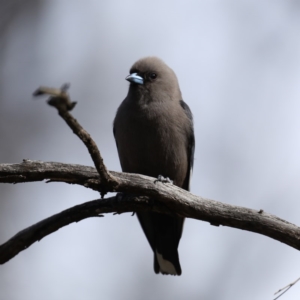 Artamus cyanopterus at Majura, ACT - 12 Sep 2020