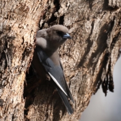 Artamus cyanopterus at Majura, ACT - 12 Sep 2020