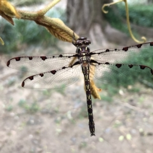 Austropetalia patricia at Broughton Vale, NSW - 12 Sep 2020