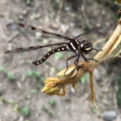 Austropetalia patricia at Broughton Vale, NSW - 12 Sep 2020