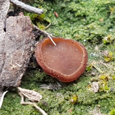 Aleuria sp. (genus) (An Orange peel fungus) at Holt, ACT - 13 Sep 2020 by trevorpreston