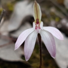 Caladenia fuscata (Dusky Fingers) at Holt, ACT - 13 Sep 2020 by trevorpreston
