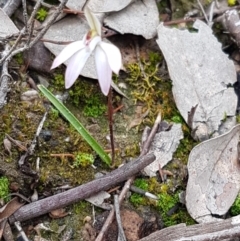 Caladenia fuscata at Holt, ACT - 13 Sep 2020