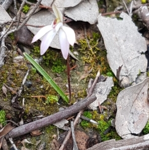 Caladenia fuscata at Holt, ACT - 13 Sep 2020