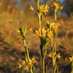 Pimelea curviflora var. sericea (Curved Riceflower) at Tennent, ACT - 17 May 2020 by michaelb