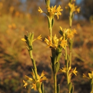 Pimelea curviflora var. sericea at Tennent, ACT - 17 May 2020