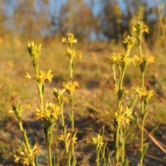 Pimelea curviflora var. sericea at Tennent, ACT - 17 May 2020