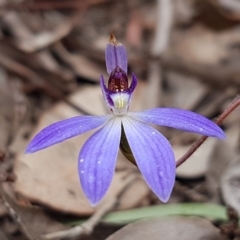 Cyanicula caerulea (Blue Fingers, Blue Fairies) at Holt, ACT - 13 Sep 2020 by tpreston