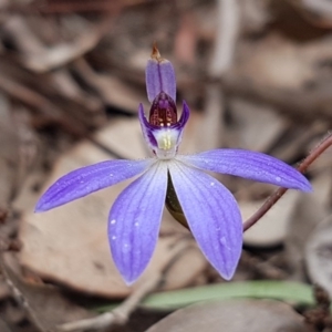 Cyanicula caerulea at Holt, ACT - suppressed