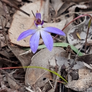 Cyanicula caerulea at Holt, ACT - suppressed