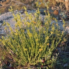 Pimelea curviflora (Curved Rice-flower) at Tennent, ACT - 17 May 2020 by MichaelBedingfield