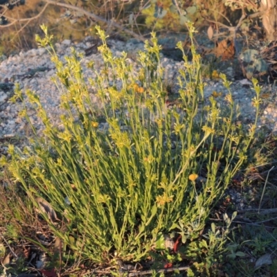 Pimelea curviflora (Curved Rice-flower) at Tennent, ACT - 17 May 2020 by michaelb