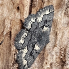 Melanodes anthracitaria (Black Geometrid) at Holt, ACT - 13 Sep 2020 by trevorpreston