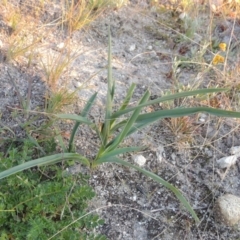 Dianella sp. aff. longifolia (Benambra) (Pale Flax Lily, Blue Flax Lily) at Gigerline Nature Reserve - 17 May 2020 by michaelb