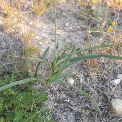 Dianella sp. aff. longifolia (Benambra) (Pale Flax Lily, Blue Flax Lily) at Tennent, ACT - 17 May 2020 by michaelb