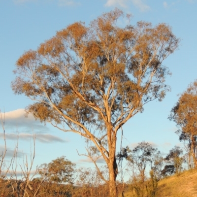 Eucalyptus melliodora (Yellow Box) at Gigerline Nature Reserve - 17 May 2020 by michaelb