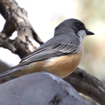 Pachycephala rufiventris (Rufous Whistler) at Mount Ainslie - 12 Sep 2020 by jb2602