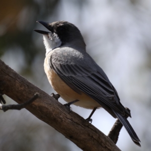 Pachycephala rufiventris at Majura, ACT - 12 Sep 2020