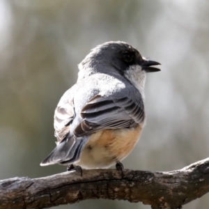 Pachycephala rufiventris at Majura, ACT - 12 Sep 2020