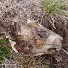 Unverified Rodent at Namadgi National Park - 11 Sep 2020 by DerekC