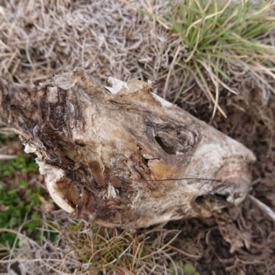 Unidentified Rodent at Namadgi National Park - 11 Sep 2020 by DerekC