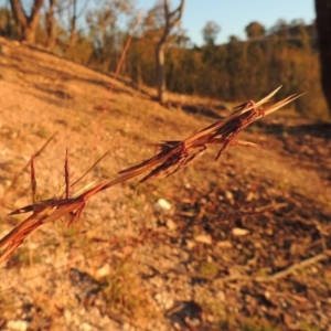 Cymbopogon refractus at Tennent, ACT - 17 May 2020