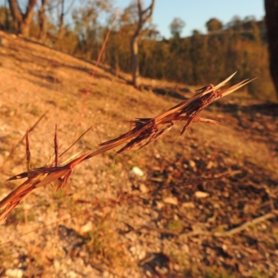 Cymbopogon refractus (Barbed-wire Grass) at Tennent, ACT - 17 May 2020 by michaelb