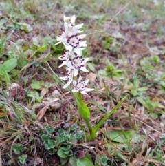 Wurmbea dioica subsp. dioica (Early Nancy) at Woodstock Nature Reserve - 12 Sep 2020 by wombey