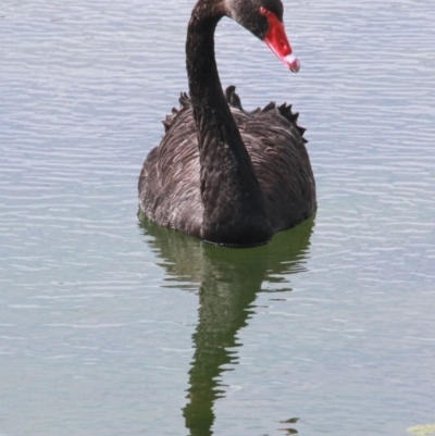 Cygnus atratus (Black Swan) at Throsby, ACT - 12 Sep 2020 by davobj