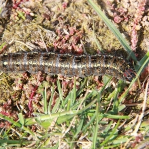 Apina callisto at Throsby, ACT - 12 Sep 2020 10:10 AM