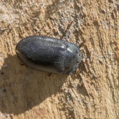 Pterohelaeus striatopunctatus (Darkling beetle) at Higgins, ACT - 12 Sep 2020 by AlisonMilton