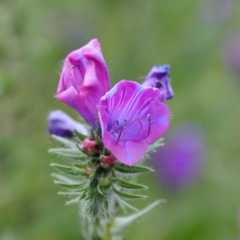 Echium plantagineum (Paterson's Curse) at Lyneham Ridge - 12 Sep 2020 by ConBoekel