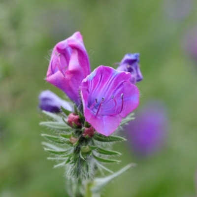 Echium plantagineum (Paterson's Curse) at Lyneham, ACT - 13 Sep 2020 by ConBoekel